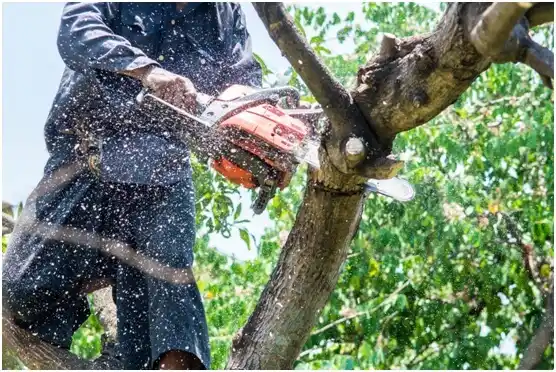 tree services Fairfax Station
